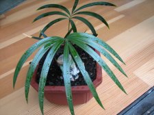 C. sexseminifera.JPG
