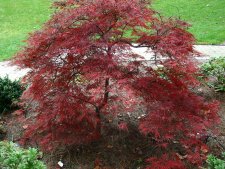 garnet Oct 04.JPG