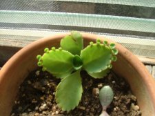 plant.JPG
