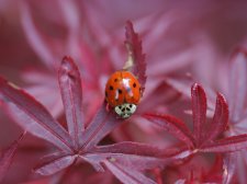 shaina-ladybug.jpg