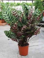 Maranta.jpg