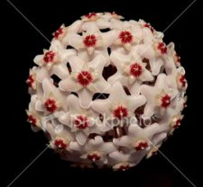 ist2_683033_star_flower.jpg