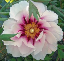Peony.jpg