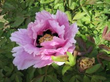 Paeonia_rockii.jpg