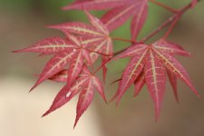 yezonewfoliage.jpg