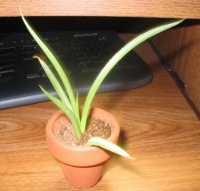 mystery succulent.jpg
