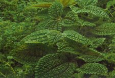 UnknownHouseplant.jpg