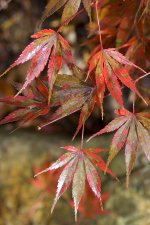 nicholsoniiwetleaves.jpg
