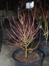 maples0004_1_6_1.JPG