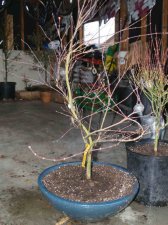 maples0005_1_1.JPG