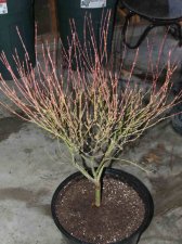 maples0006_1_1.JPG