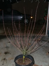 maples0007_1_1_1.JPG