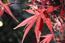 IMG_1410.jpg