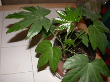 DSCN1085.JPG
