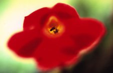 ant.jpg