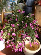 48-inch NOID pink schlum, 12-5-05.jpg
