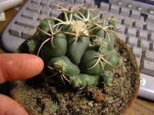 mystery Coryphantha.jpg