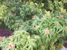 jardin_MAY_2005 056.jpg