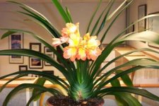houseplant.jpg