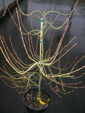 DSCN0519.JPG