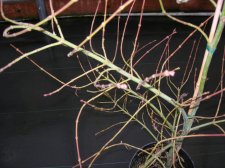 DSCN0521.JPG