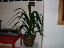 DSCF0133.JPG