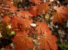 DSC08426.jpg