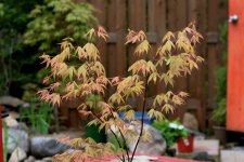 japanese maples 001.jpg
