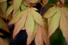 japanese maples 003.jpg
