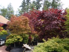 trees 5.jpg
