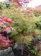 green fingers 12.jpg
