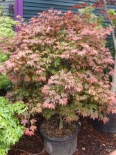 rusilyn pink small.jpg