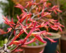 Beni Tsukasa buds opening.jpg