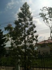 tree1.JPG