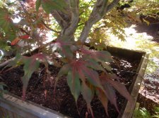 purple ghost leaf shade.jpg