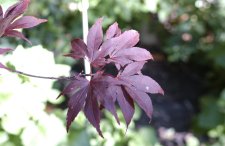 DSC_0020jpg_339.jpg