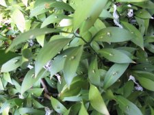 leaf.jpg