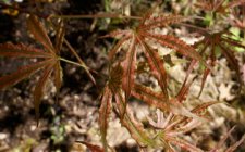 DSC03039.jpg