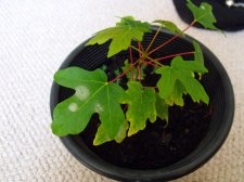 2050_1231maple0011.jpg