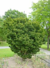 Acer palmatum Sishigashira.jpg