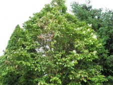 IMG_2098.jpg