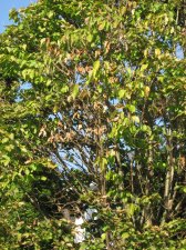 IMG_2147.jpg