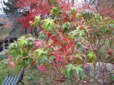 Higasayama11-12.jpg