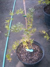 GroundCover.jpg