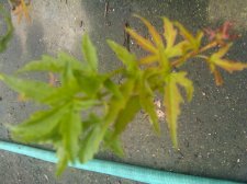 GroundCover (3).jpg