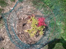 2010-08-01141429.jpg