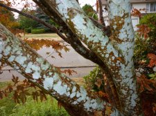 Acer maple bark 001.jpg