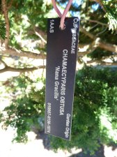 20100824_UBCBG_HinokiCypress_Cutler_P1040102.jpg