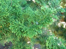 20100824_UBCBG_HinokiCypress_Cutler_P1040110.jpg