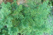 20100824_UBCBG_HinokiCypress_Cutler_P1040191.jpg